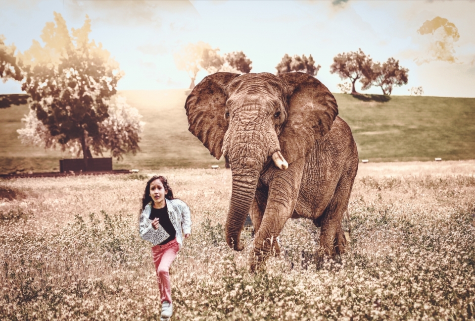自然户外野生大象追逐女孩