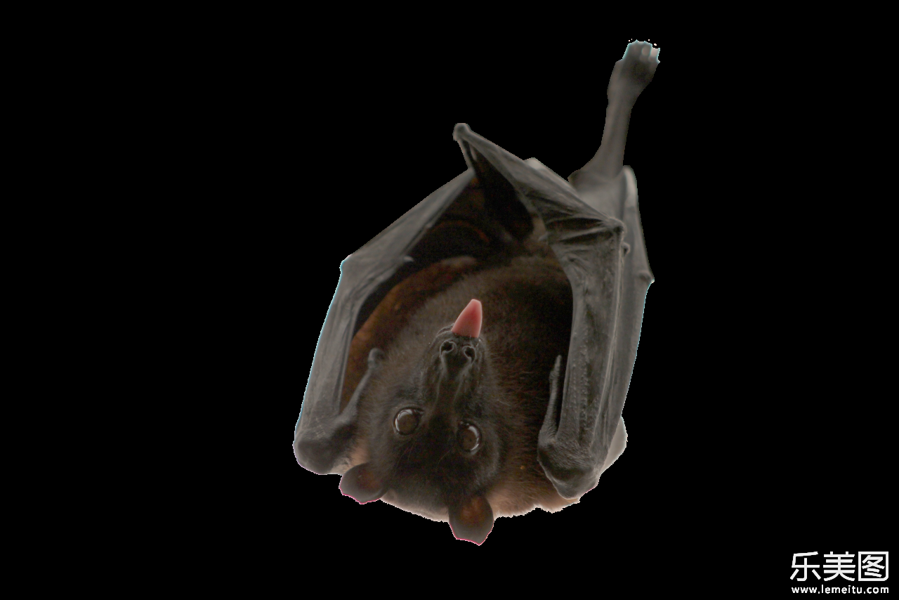 白色背景倒挂的黑色蝙蝠吐舌头