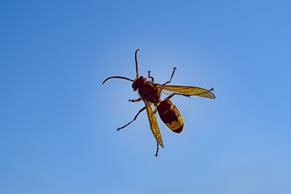 蓝色背景黑黄色蜜蜂昆虫摄影