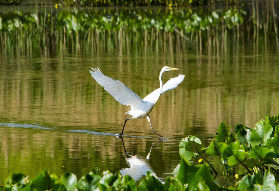 阳光自然湖泊起飞野生白色鸟类动物