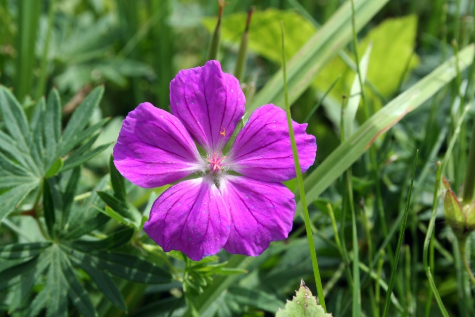 微距摄影_青草之间的紫色小花