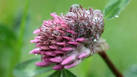 红车轴草自然风光优美风景壁纸