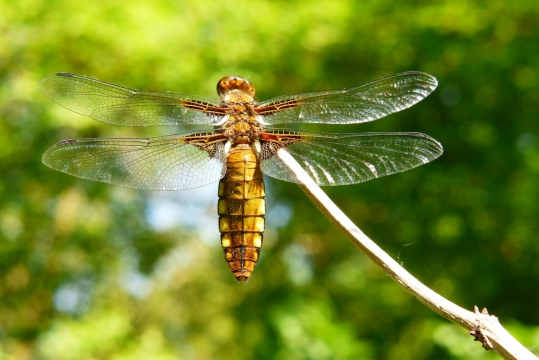 阳光户外自然树木树枝蜻蜓昆虫