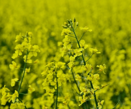 乡村田野茂密绿色植物风光