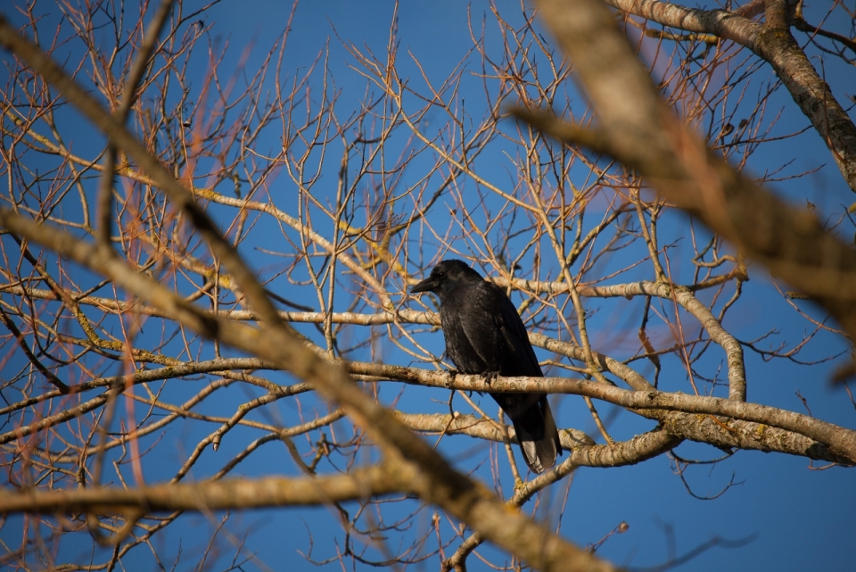 蔚蓝天空下站在枯树枝头的乌鸦
