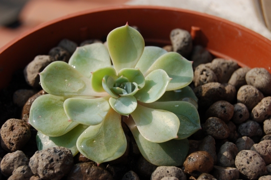 庭院桌面摆放小巧绿植盆栽植物