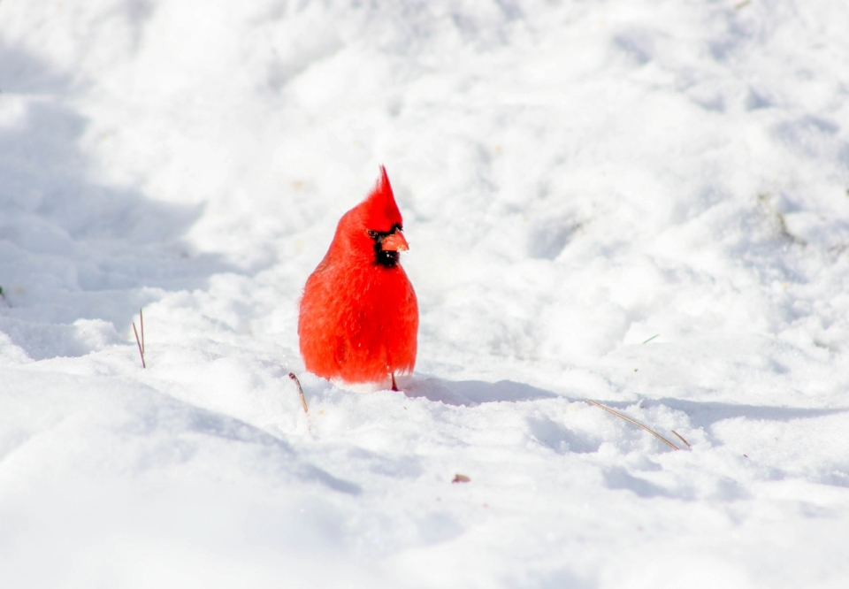 雪堆上红色羽毛小鸟高清外观特写