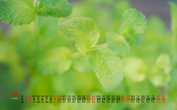 2021年1月绿色护眼植物图片日历壁纸