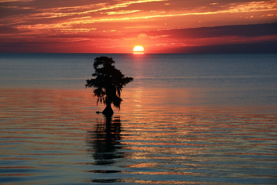 日落时分被染红的天空与大海上唯一的树