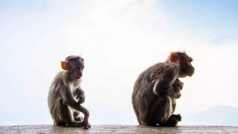 山上的野生猴子自然风光优美风景高清桌面壁纸