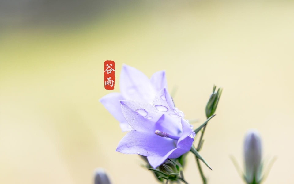 谷雨高清壁纸