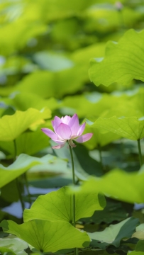唯美清新绿色植物写真
