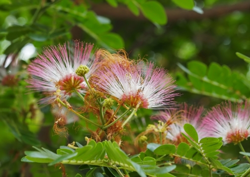 户外自然树木树枝绿色叶子粉色花朵