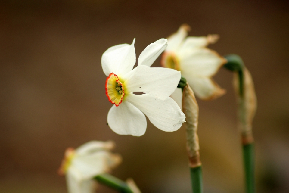 虚化背景户外自然白色花朵水仙植物