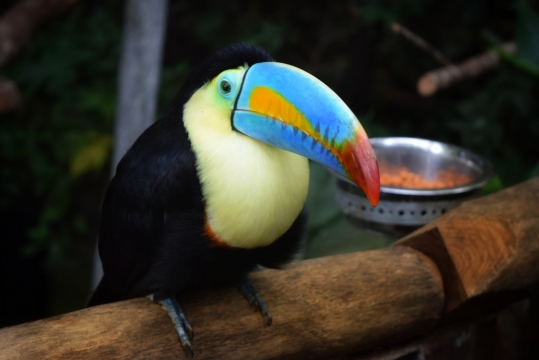 户外自然树木树干彩色野生鸟类动物