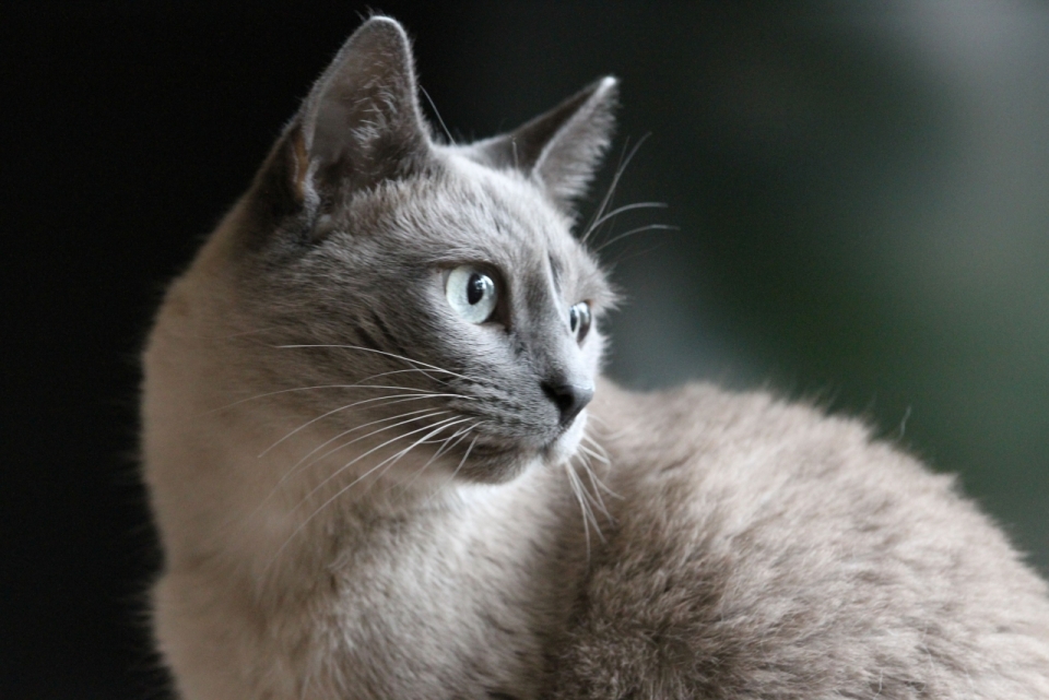 摄影基础_虚化背景绿色眼睛灰色可爱宠物猫