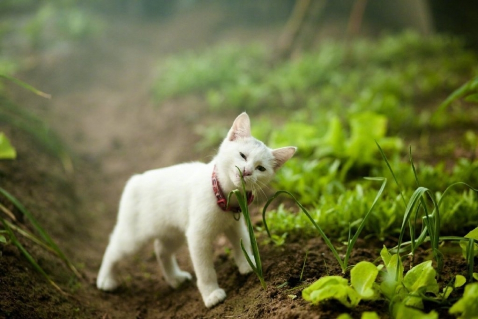 可爱小猫菜园喵星人写真图片