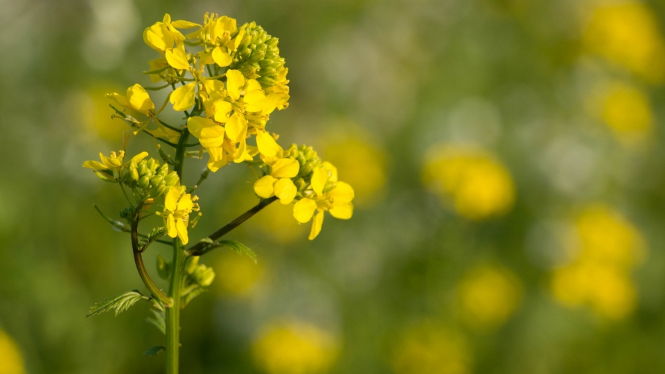 田园风光油菜花自然风光高清桌面壁纸