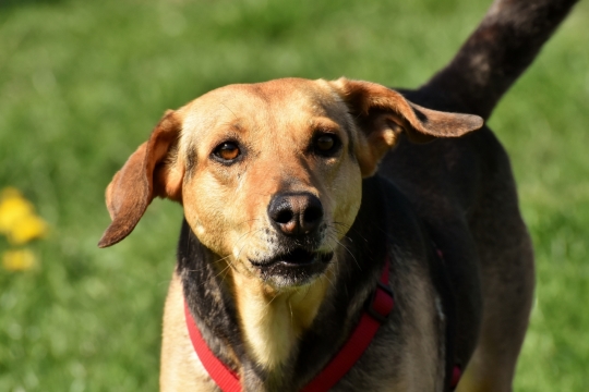 户外阳光自然绿色草坪可爱宠物狗