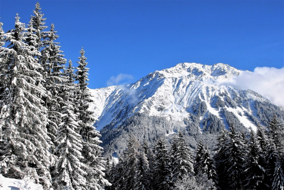 蓝天下雪山山峰个云杉树林风光摄影