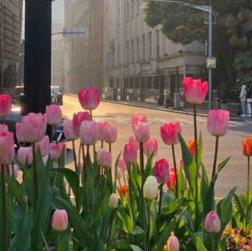 唯美郁金香背景图片