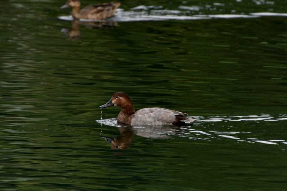 自然绿色湖泊游泳野生鸭子动物