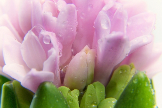 沾水粉色花朵绿色枝叶自然植物