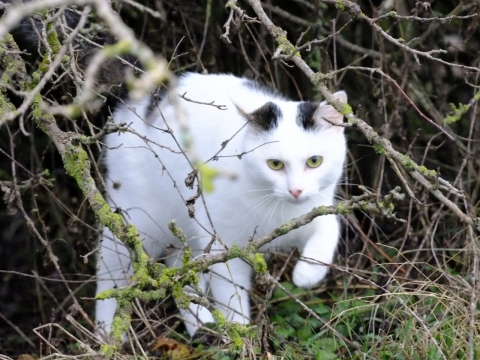 树枝间攀爬窜动的白色喵星人