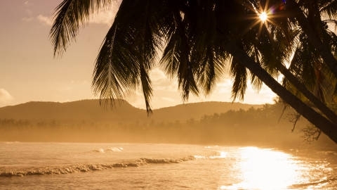 海边棕榈树自然风光优美风景秀丽高清桌面壁纸