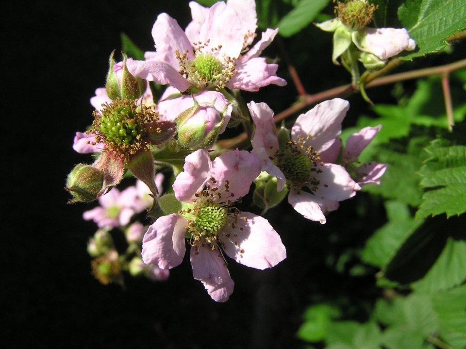 粉色花朵绿色叶子黑莓植物