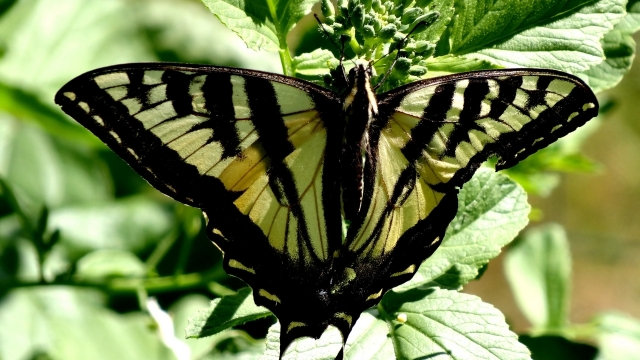 阳光户外自然绿色叶子植物上蝴蝶