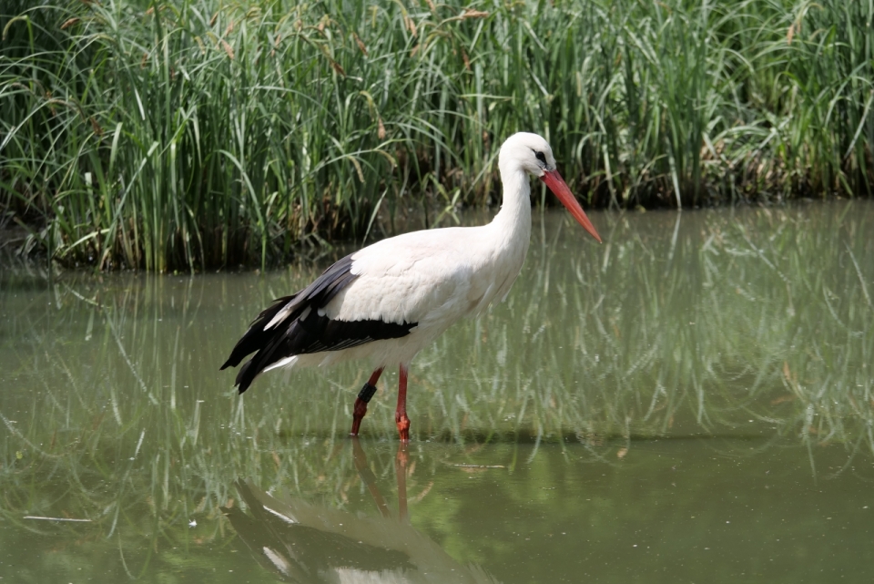 户外自然湖泊野生黑白鸟类动物