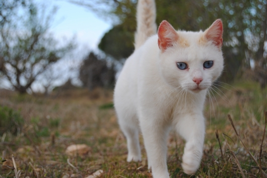 虚化背景户外蓝色眼睛可爱白色小猫