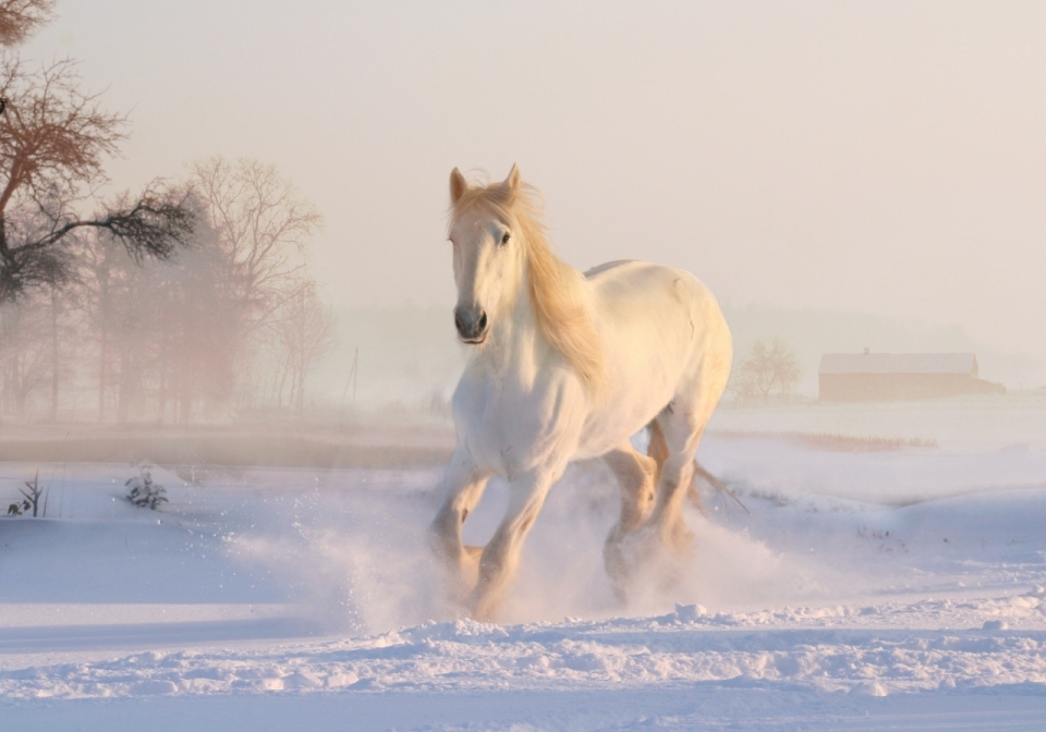 雪地中奔驰着的白色骏马