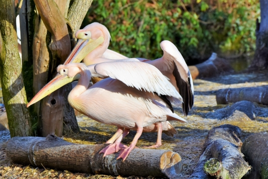 阳光户外野生粉色羽毛鹈鹕鸟动物