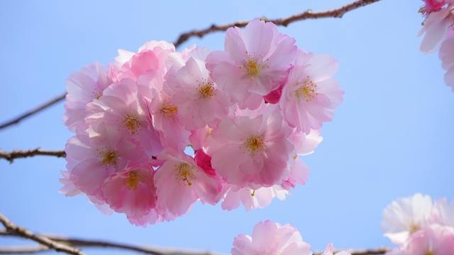 唯美春天樱花高清桌面壁纸