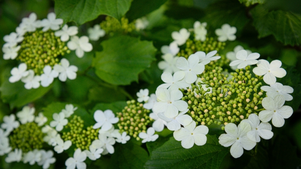 琼花高清桌面壁纸