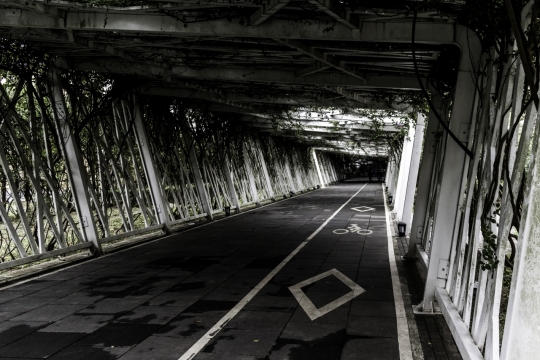 自然公园绿茵走廊攀爬树枝藤蔓景观