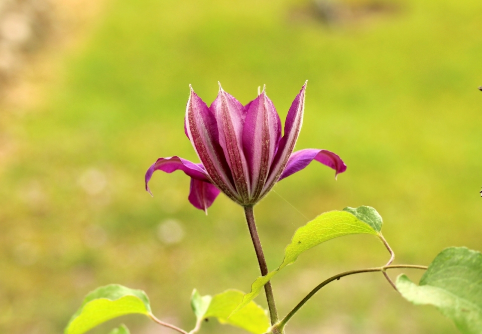 户外自然紫色花朵绿色叶子植物