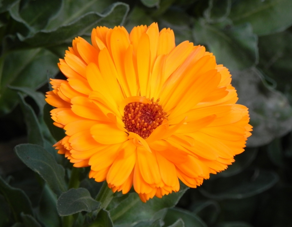 高清橘色花朵轻薄花瓣植物风光