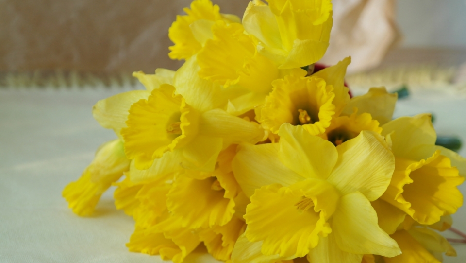室内桌面清新自然黄色花朵花束