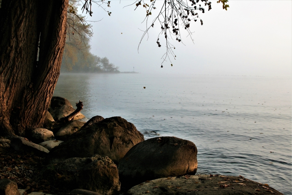 浓雾弥漫的湖边茂盛的大树