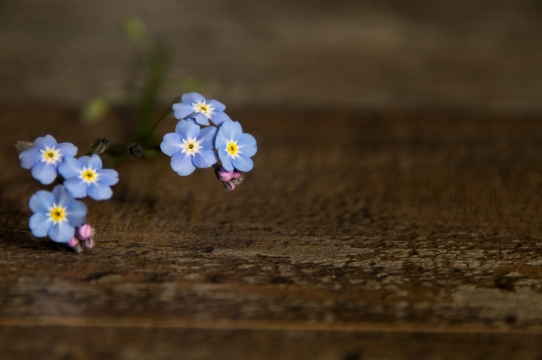 室内木制桌面自然清新紫色花朵