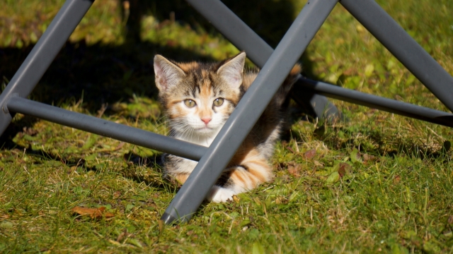 绿色草坪桌下趴着休息的喵星人