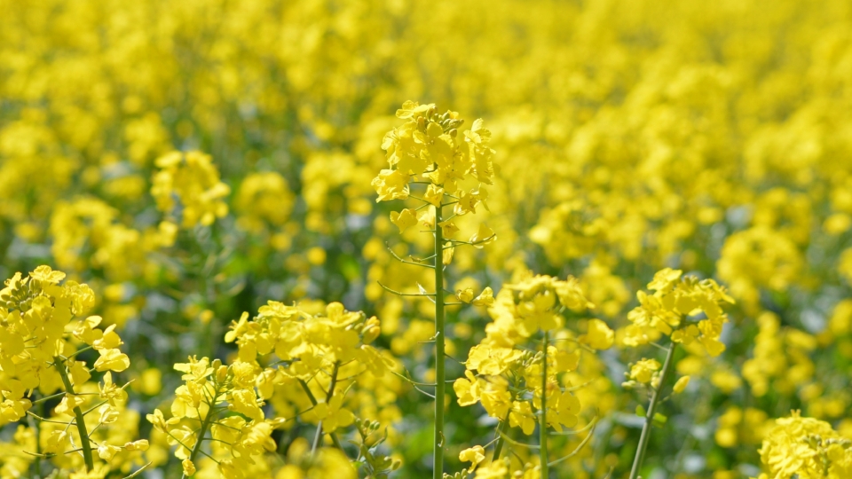 田园风光油菜花自然风光高清桌面壁纸