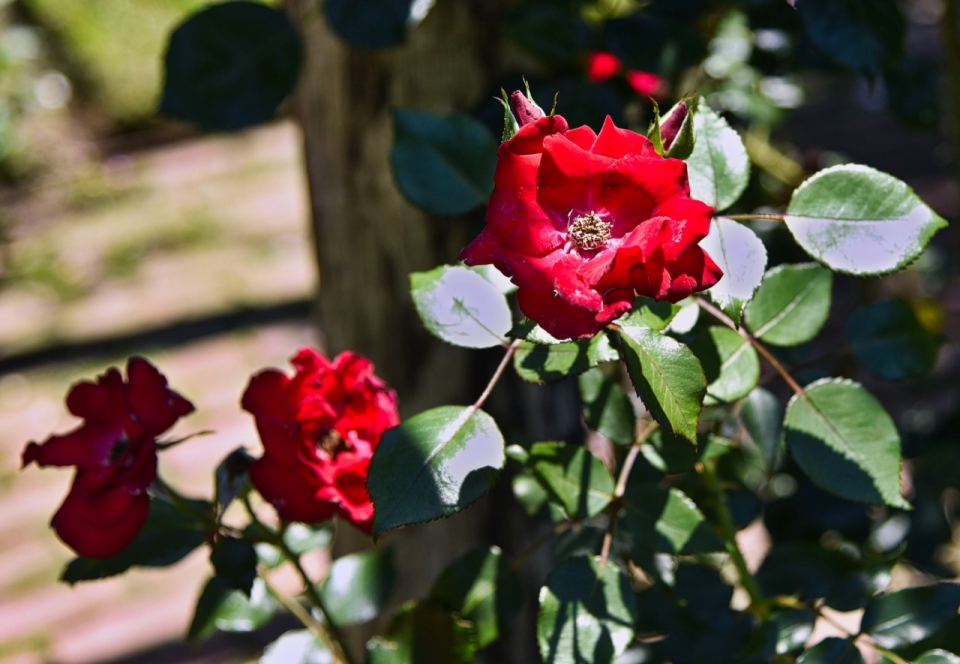 阳光户外鲜艳红色花朵绿色叶子玫瑰植物