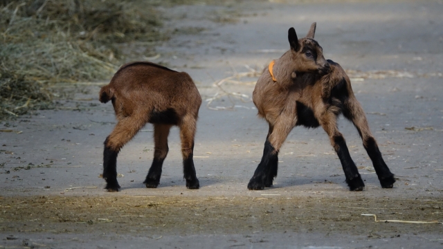 阳光自然户外羊动物幼崽