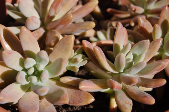 花园窗台摆放多肉植物盆栽特写