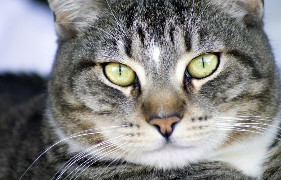 虚化背景黄色眼睛可爱宠物猫面部特写