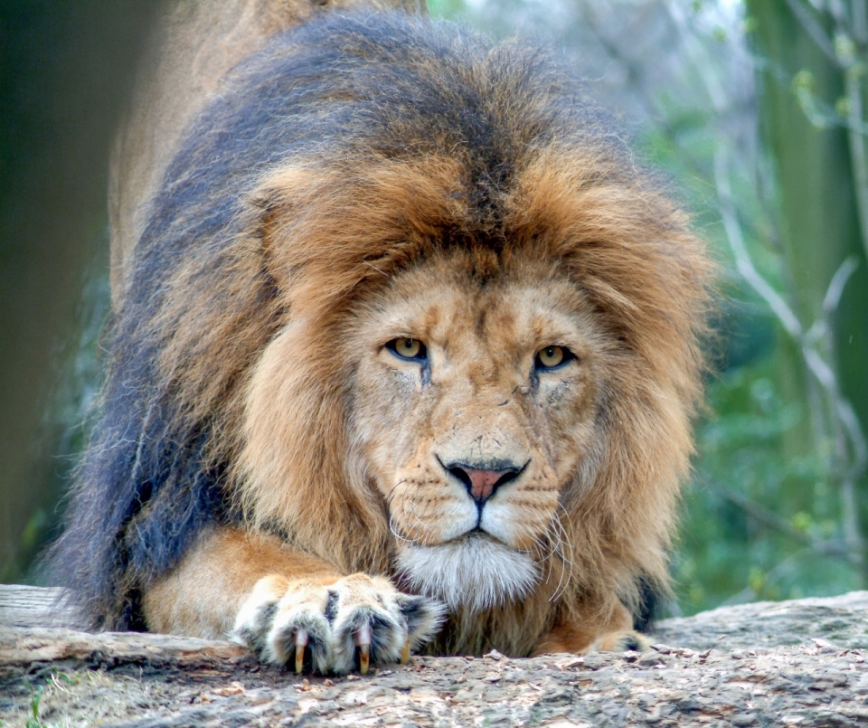 树林石头上伸懒腰的狮子正脸摄影